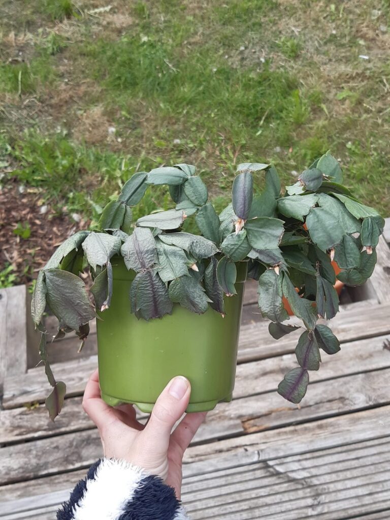 Picked up this houseplant on the streets of London, what is it? Picked up this houseplant on the streets of London, what is it?