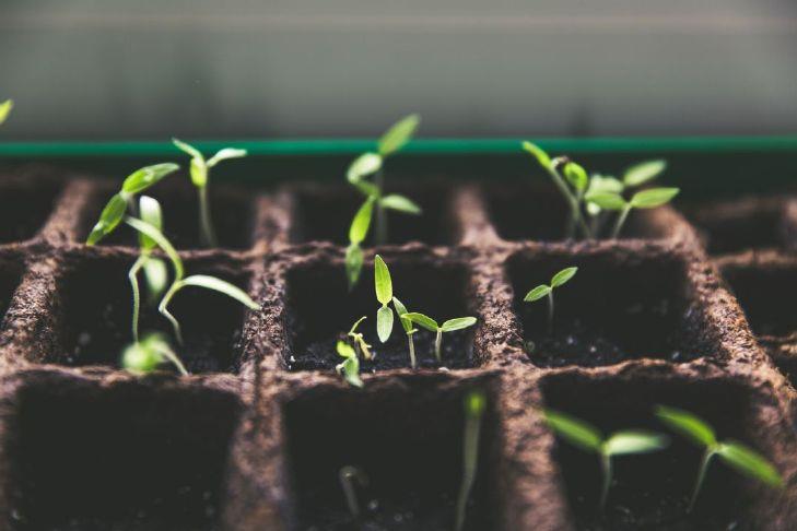 May Gardening – Herald Democrat May Gardening - Herald Democrat