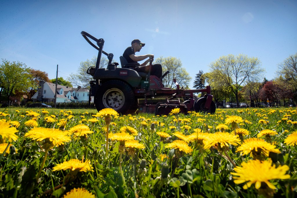 Hanes: How to help pollinators beyond No Mow May Hanes: How to help pollinators beyond No Mow May