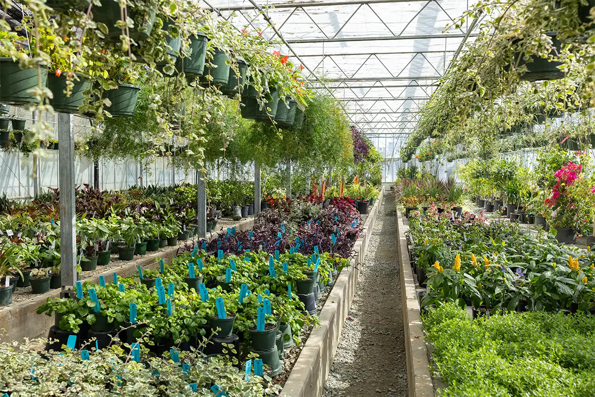 Plants lining greenhouse at Abernethy & Spencer Greenhouse & Garden Center