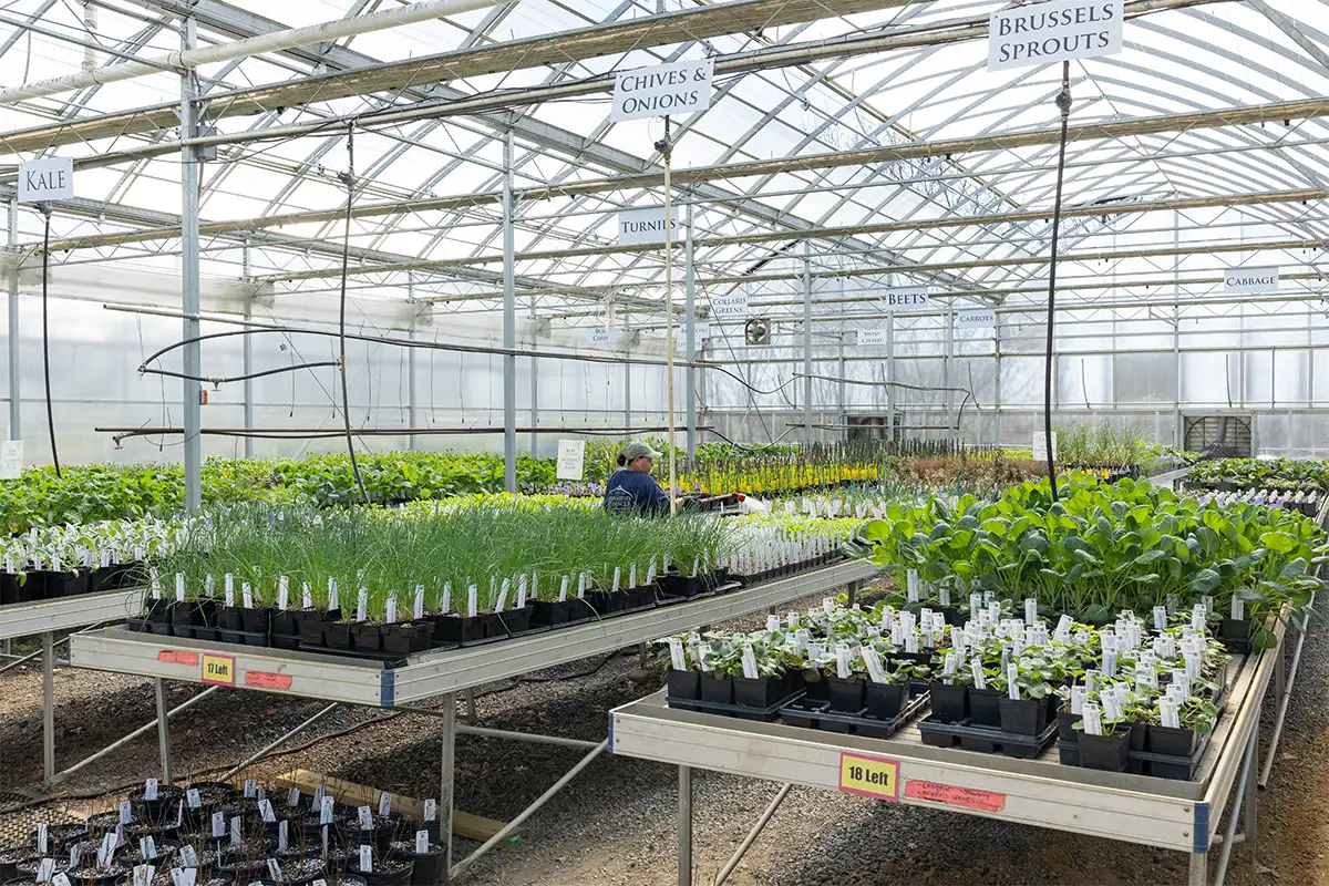 Tables filled with plants at Abernethy & Spencer Greenhouse & Garden Center