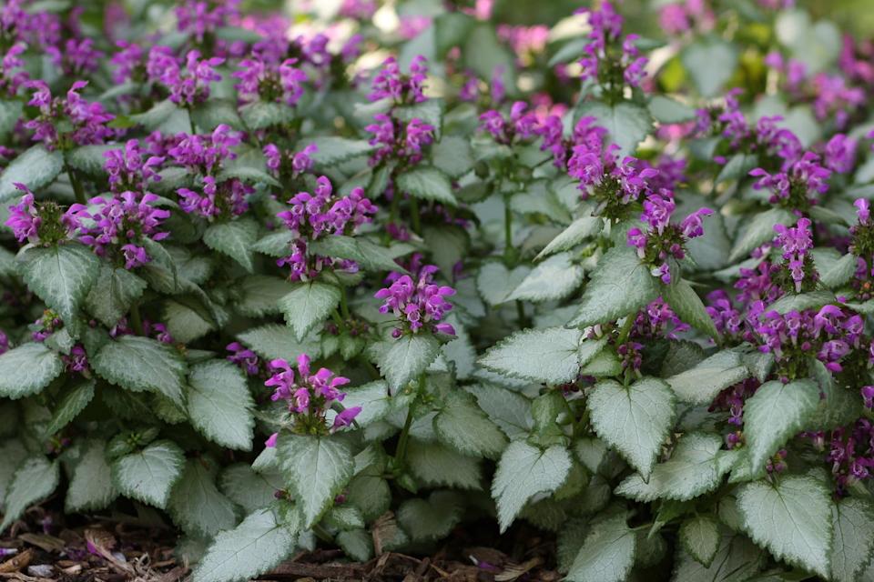 Credit: Darwin Perennials