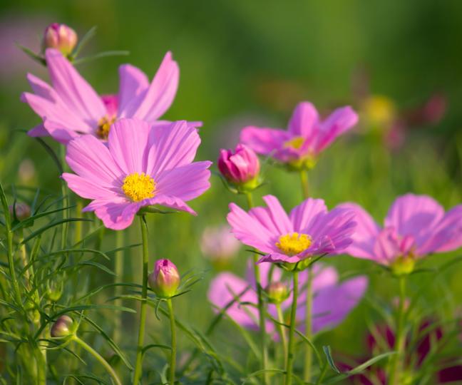 Cosmos