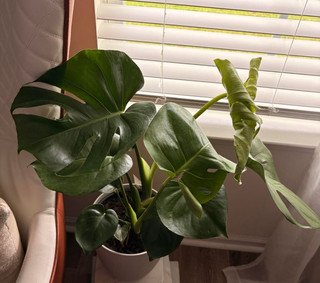 I saw this monstera at the grocery store and couldn’t resist. I saw this monstera at the grocery store and couldn’t resist.