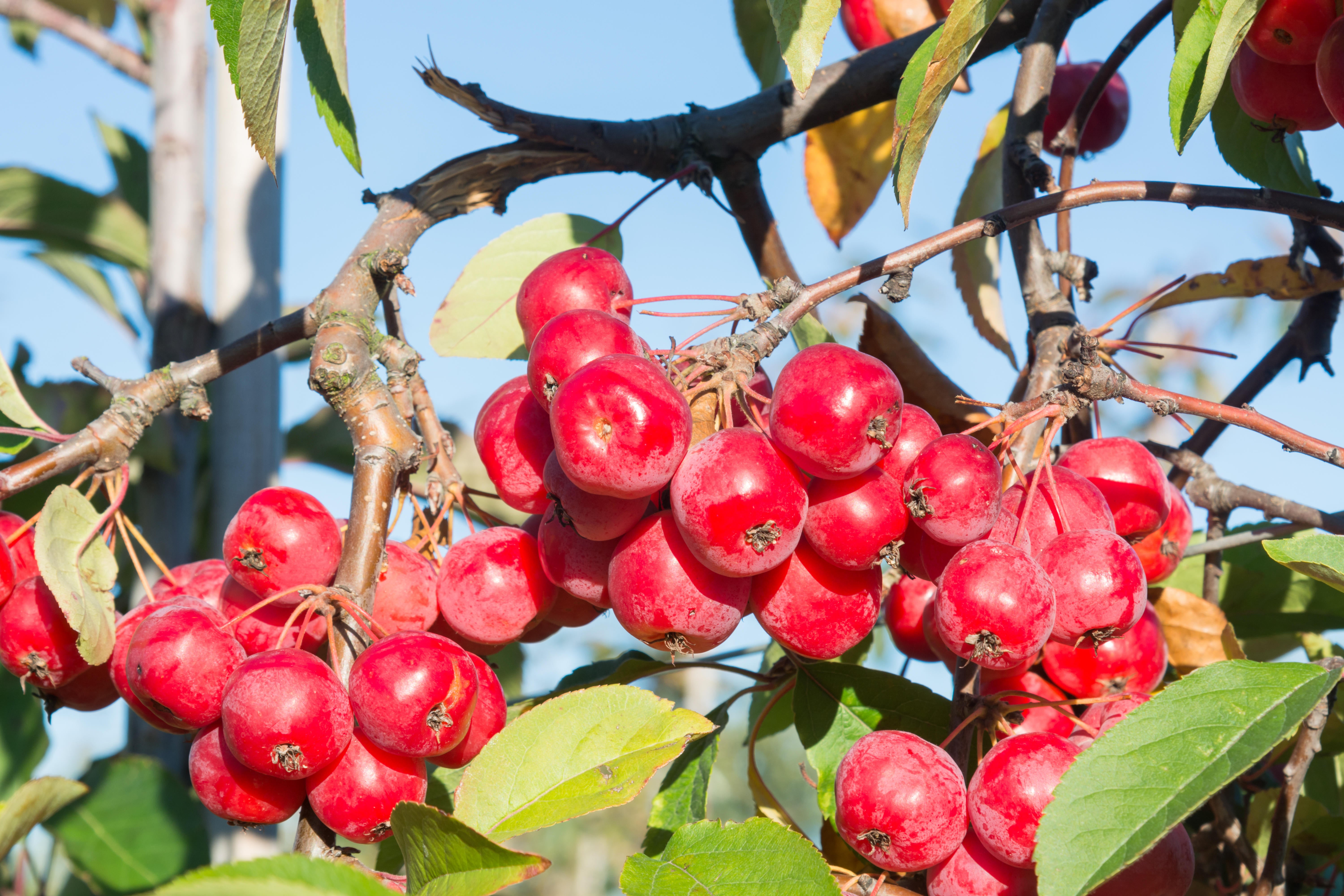 Malus ‘Red Sentinel’ (Alamy/PA)