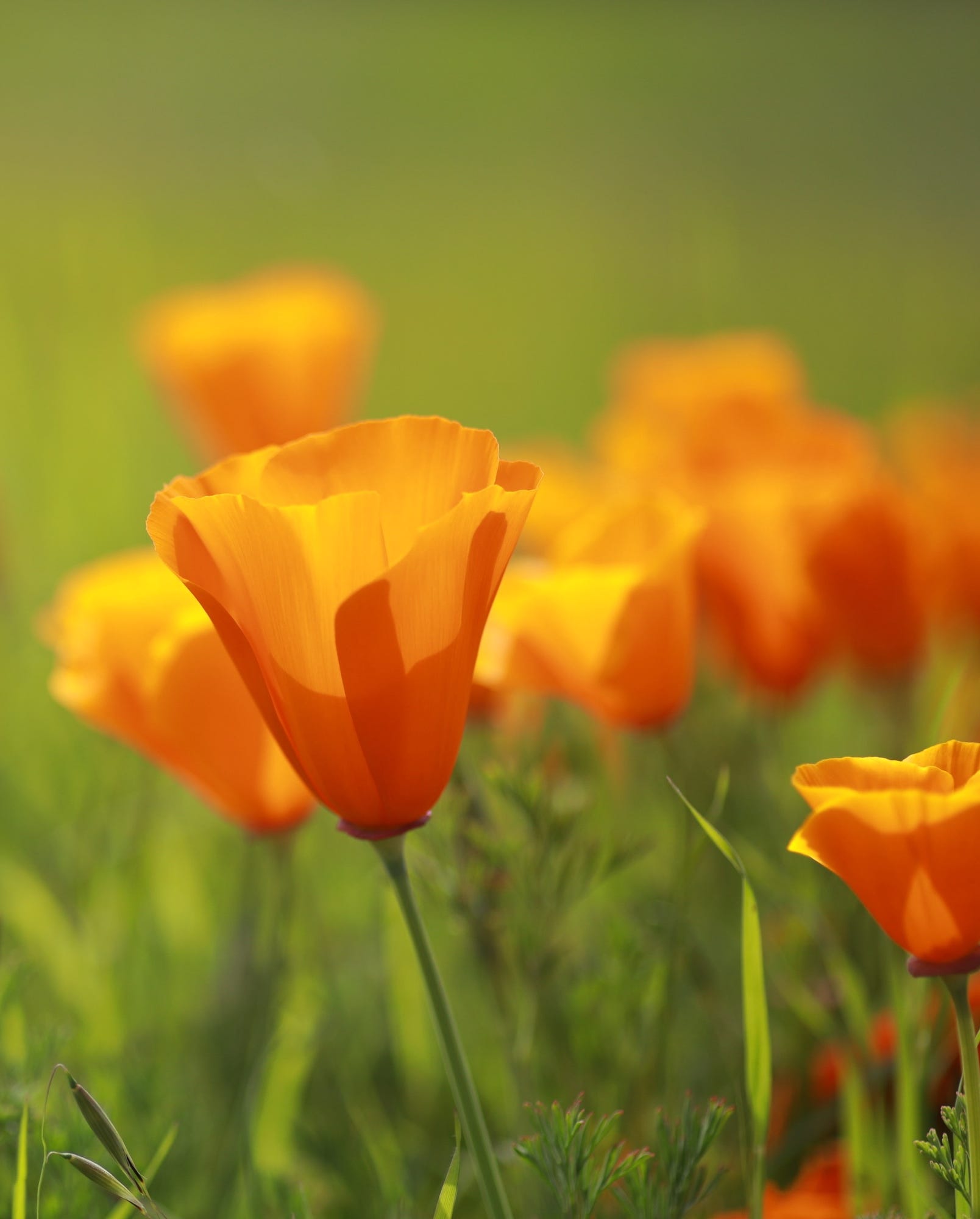field of blooming orange flowers