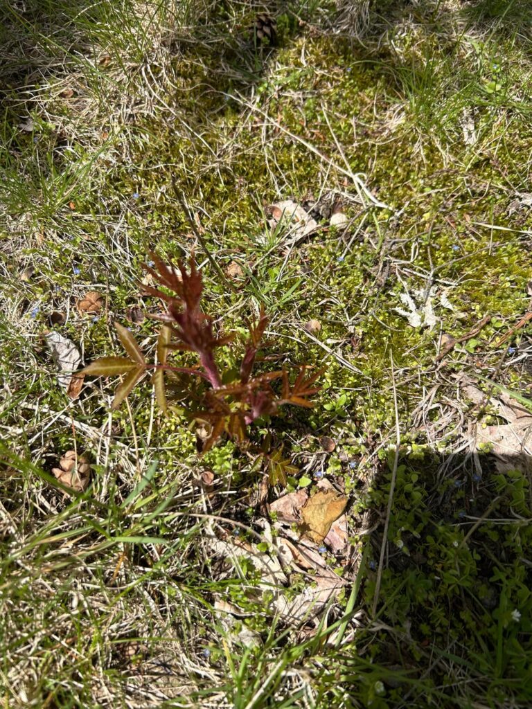 What are these red shoots coming in? MA, USA