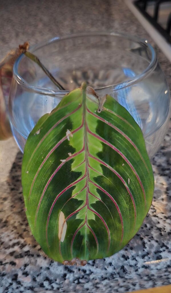 Red Maranta- Is she done for or can I put this in dirt?