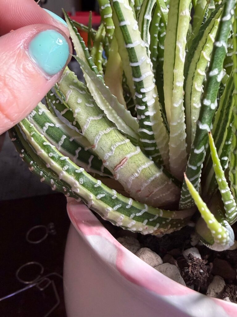 Are these spots on my haworthia attenuata from thrips? (Or another bug?)