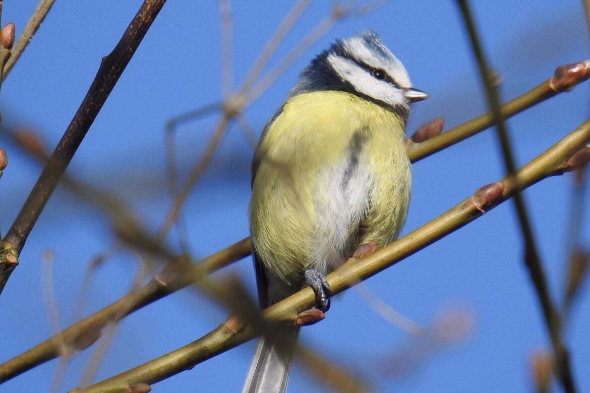 Local author releasing new book exploring British garden birds