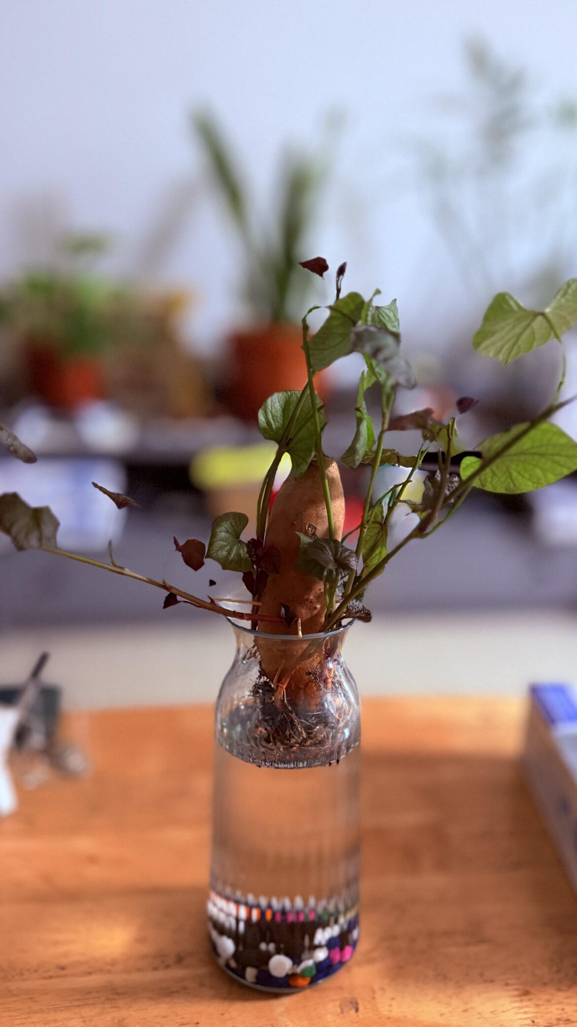 Try growing sweet potatoes as ornaments at home!