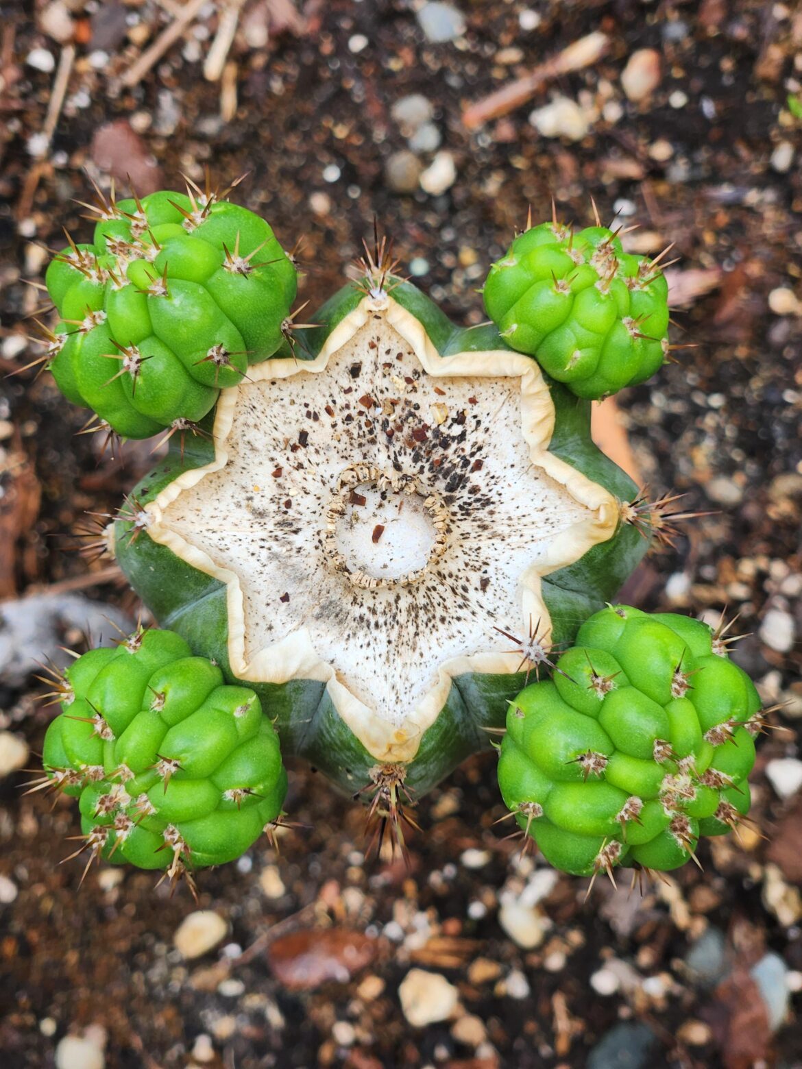 Nibiru