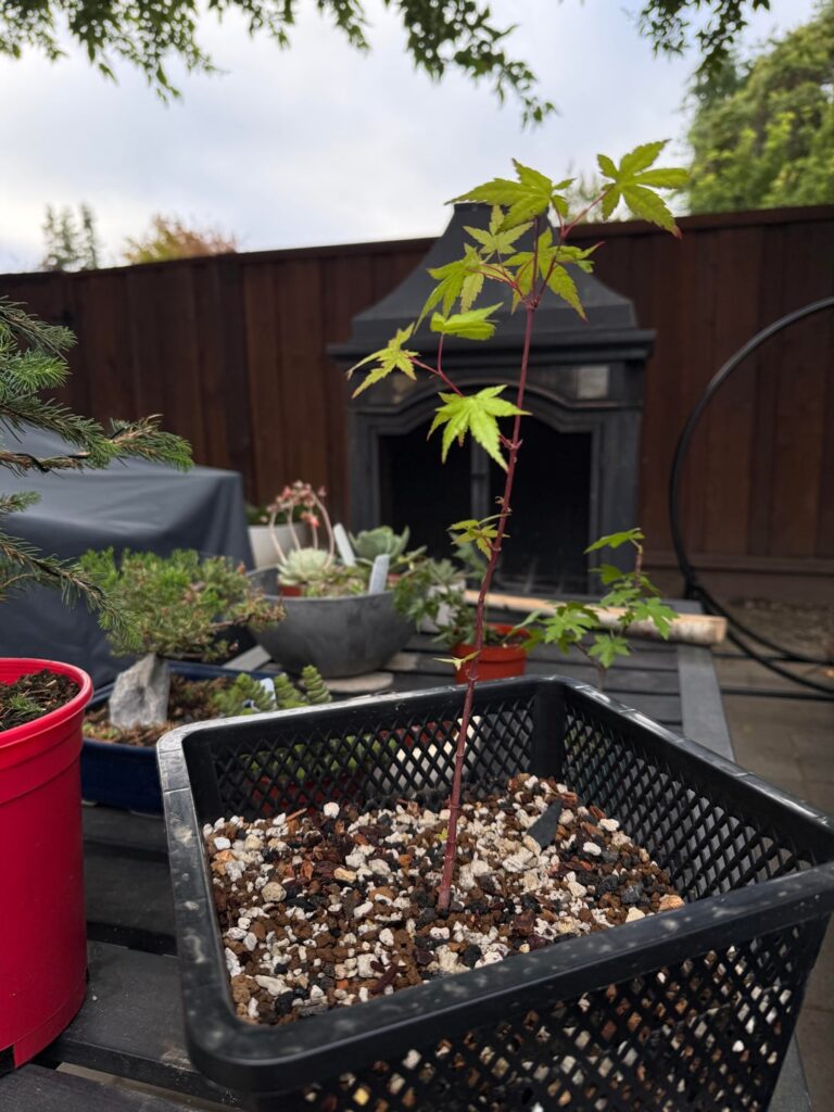 First time growing from seed – Any tips? First time growing from seed - Any tips?