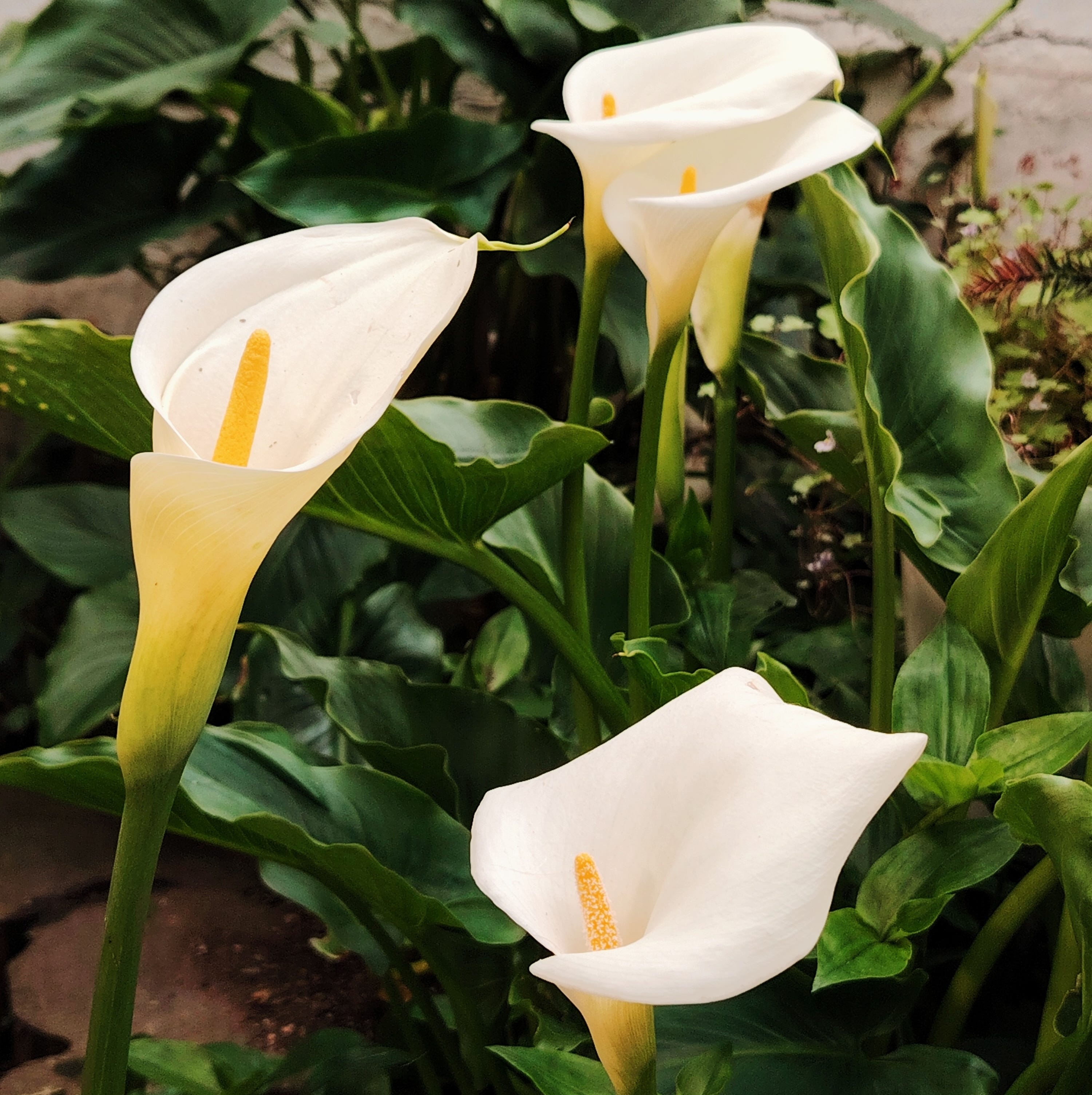 white, swanlike calla lilies