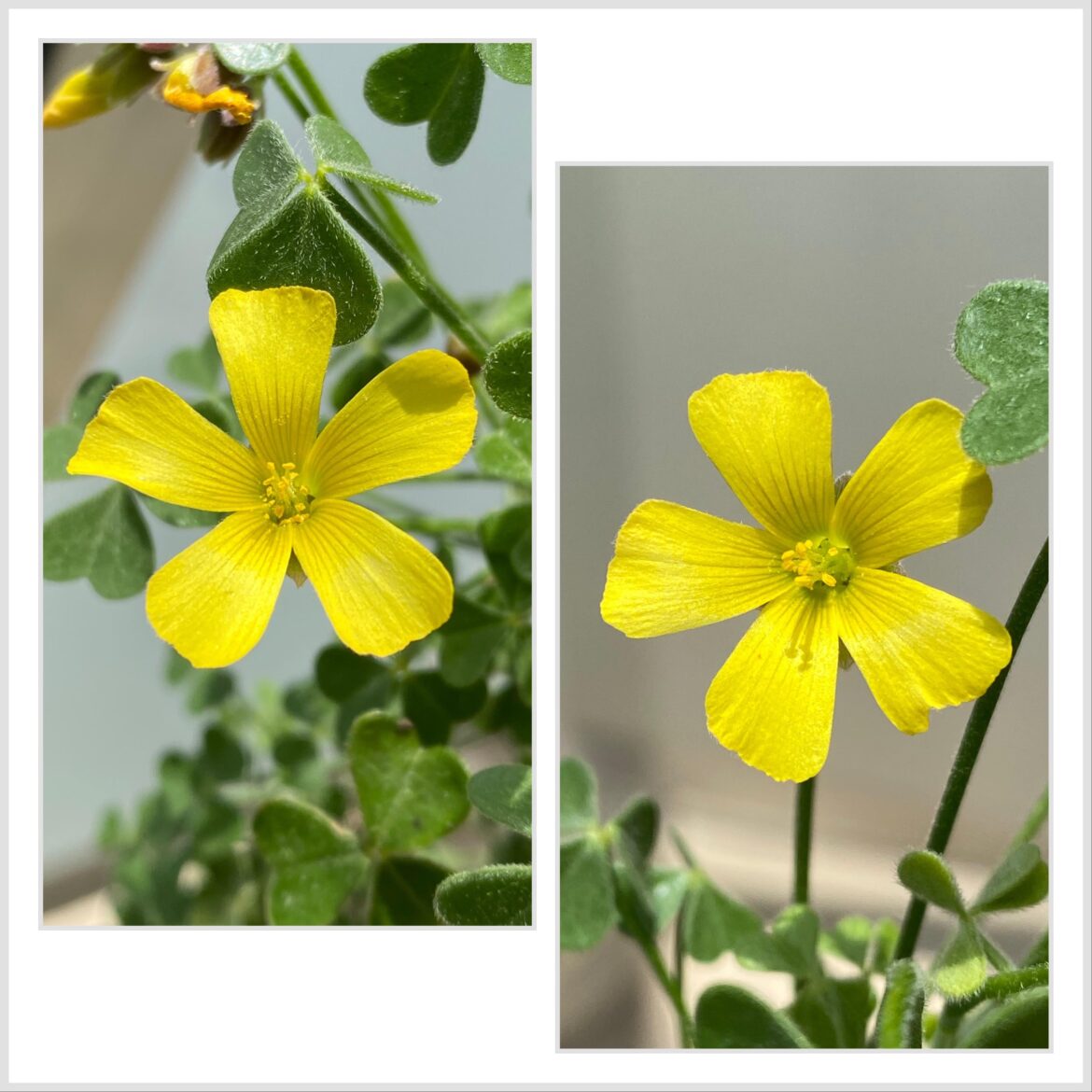 The flowers of Oxalis gigantea