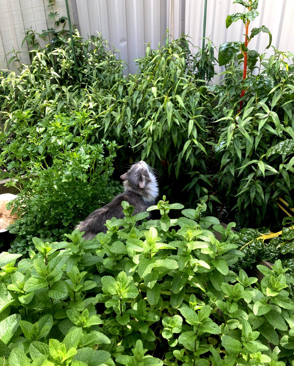 The recent sun and rain made my veggie patch explode