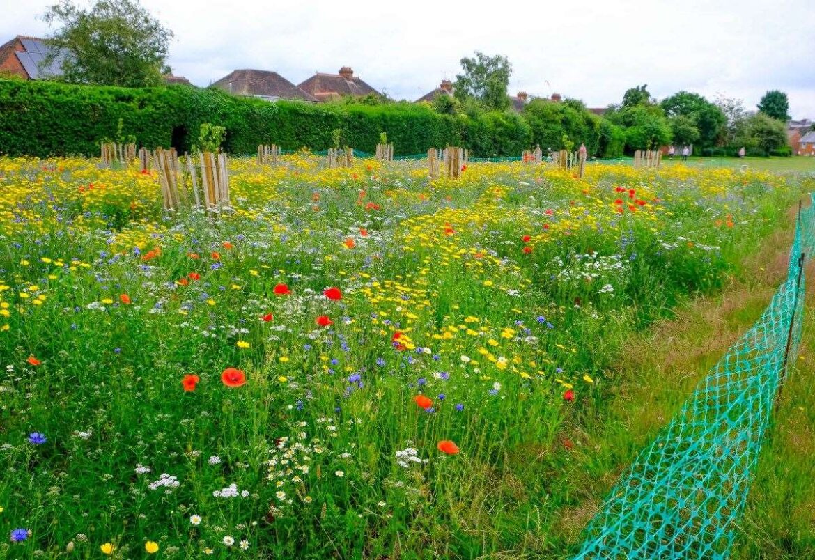 Here’s how to enter Britain in Bloom