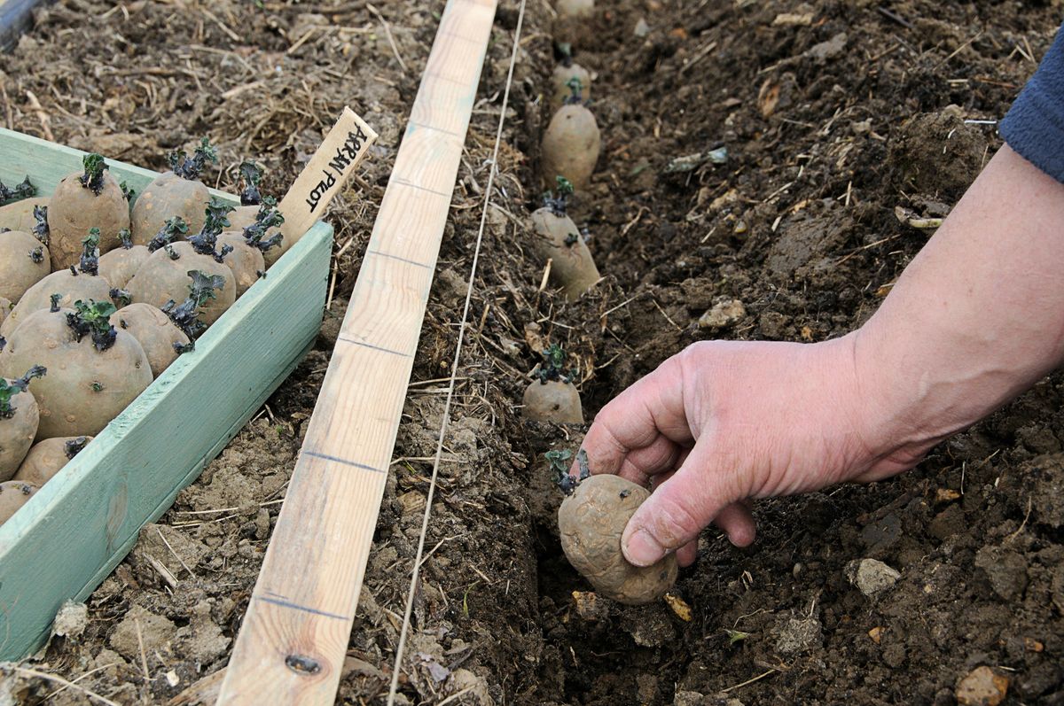 Person planting chitted potatoes