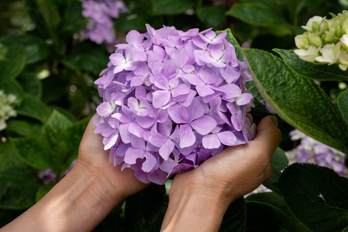 A pair of hands holding purple hydrangeas