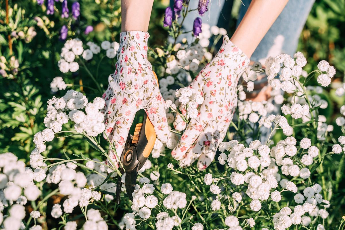 A woman trims plants with shears