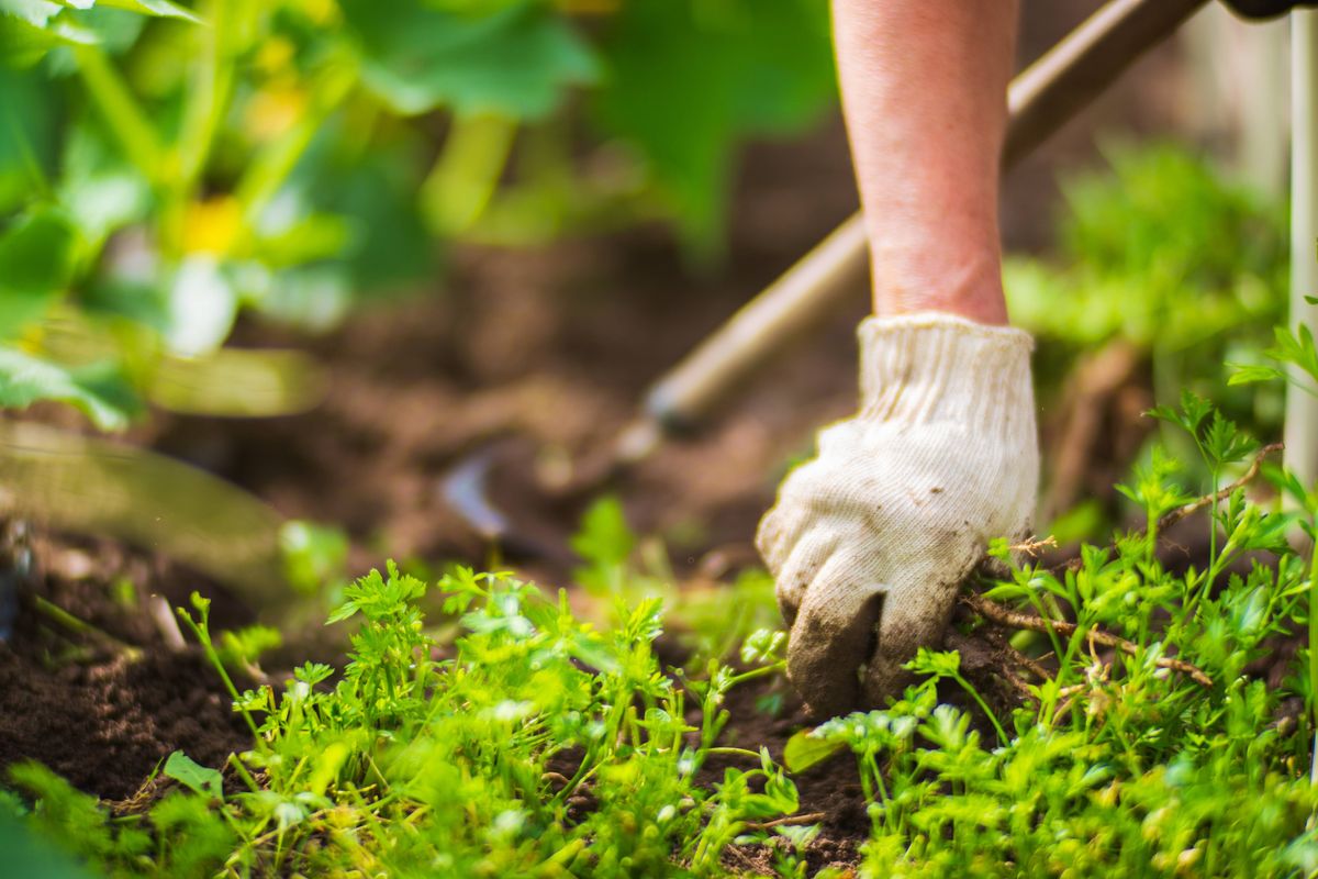 A woman's hand weeding