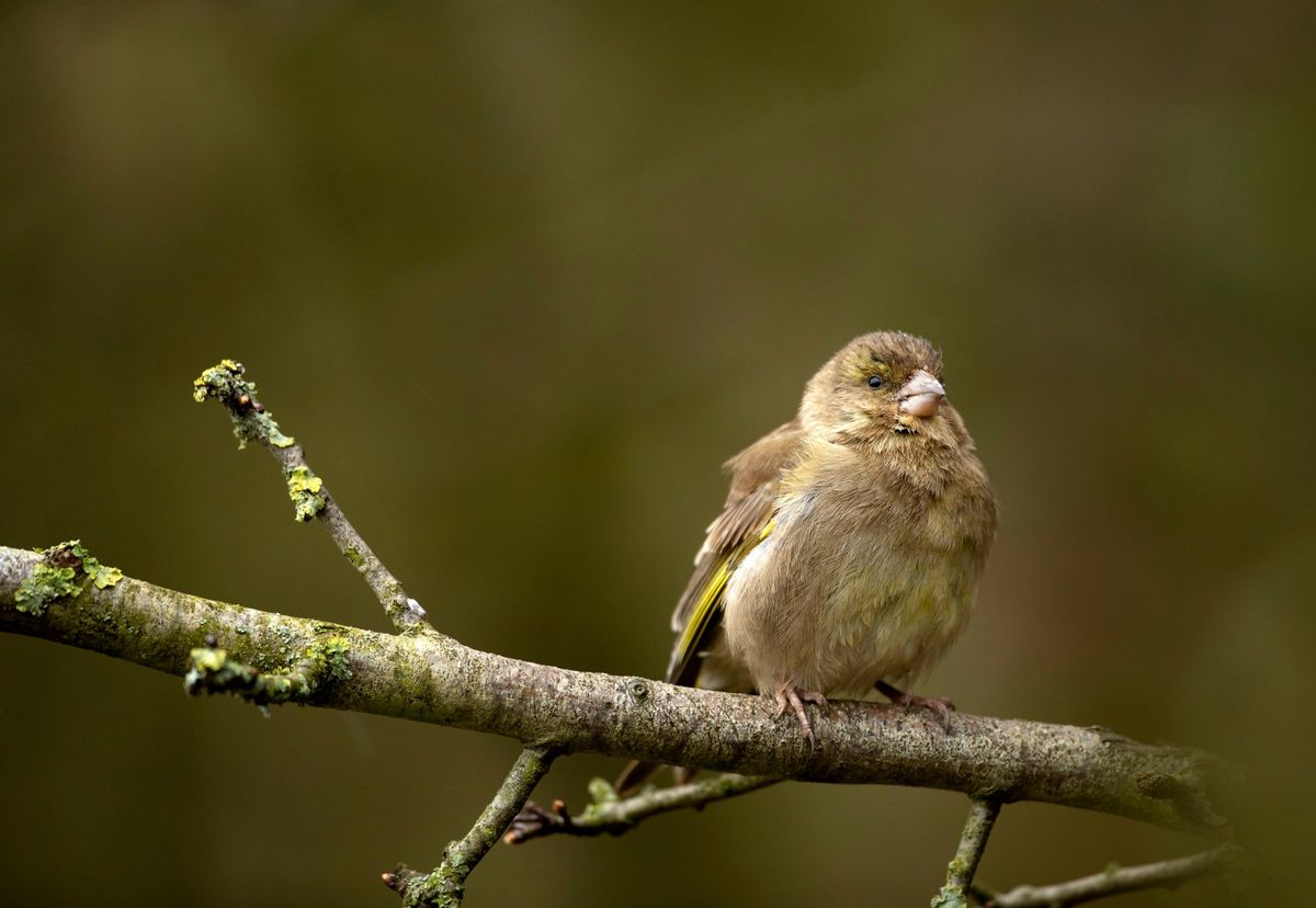Greenfinch suffering from trichomonosis
