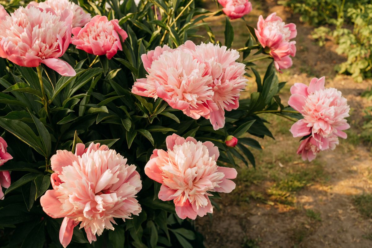 Lush pink peonies blooming in a garden, creating a vibrant and colorful scene