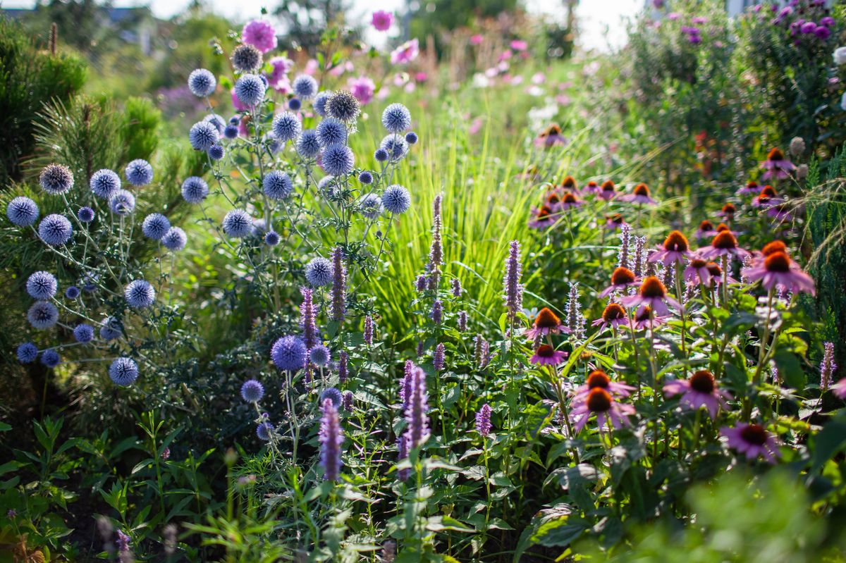 Blue echinops blooming by echinacea and agastache in summer garden. Globe thistle flowers by pennisetum ornamental grass and pine tree in the morning. Landscaping