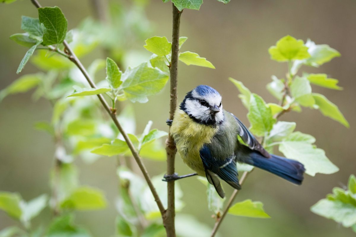 Blue tit on branch
