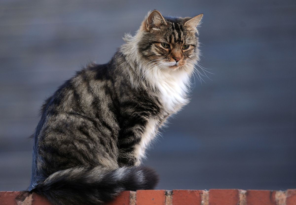 Cat on a wall