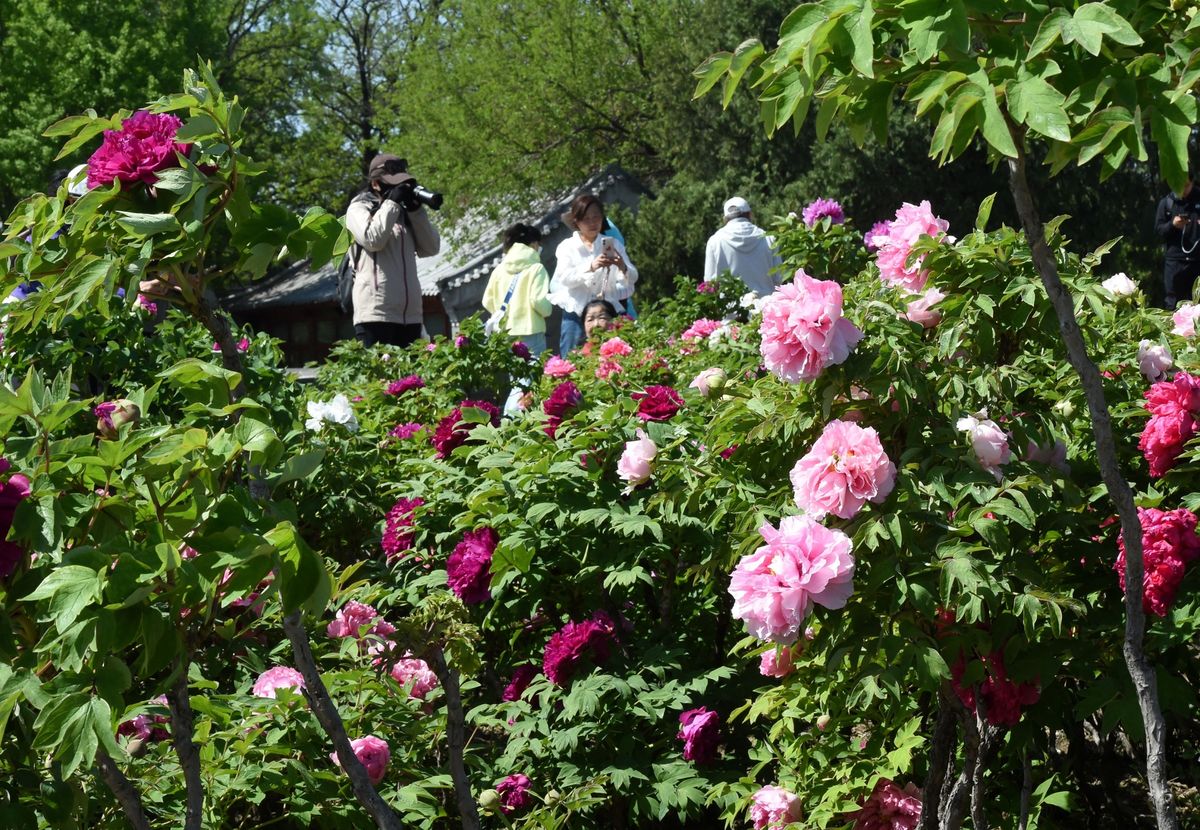 Tourists take photos of blooming peonies