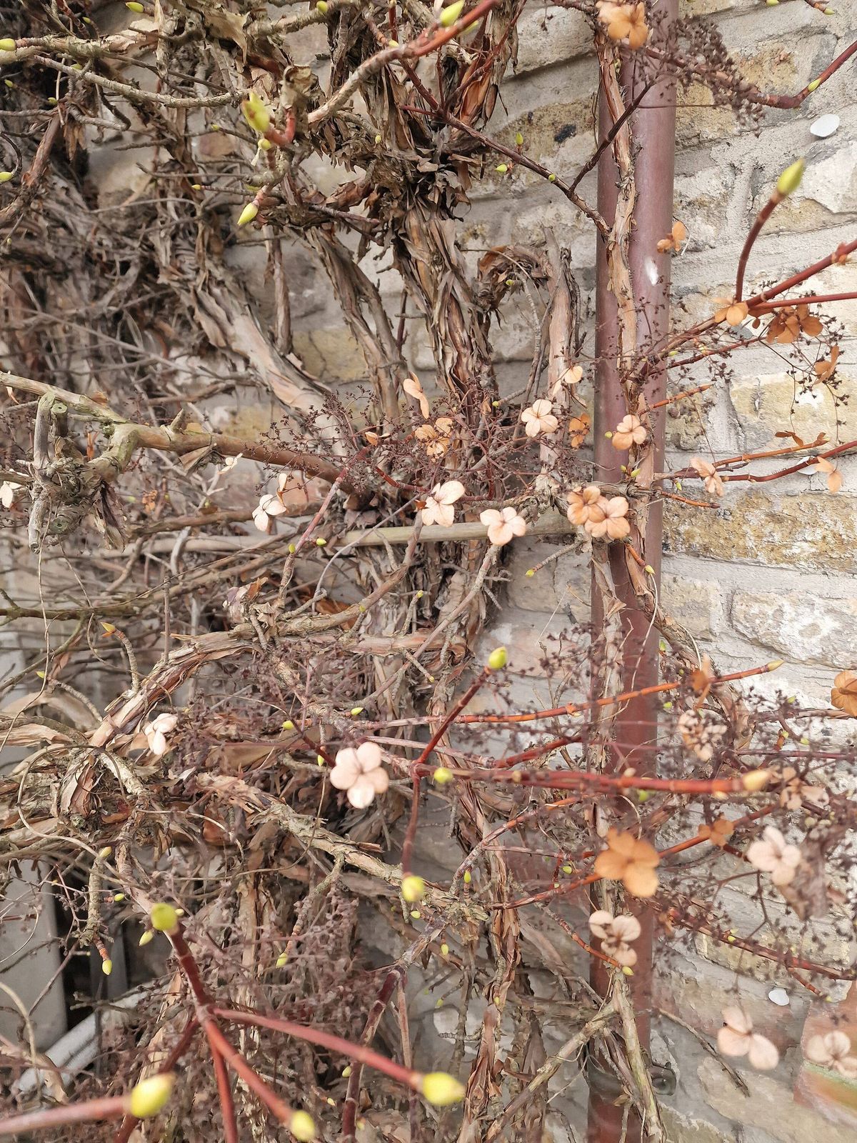 Climbing Hydrangea in early spring