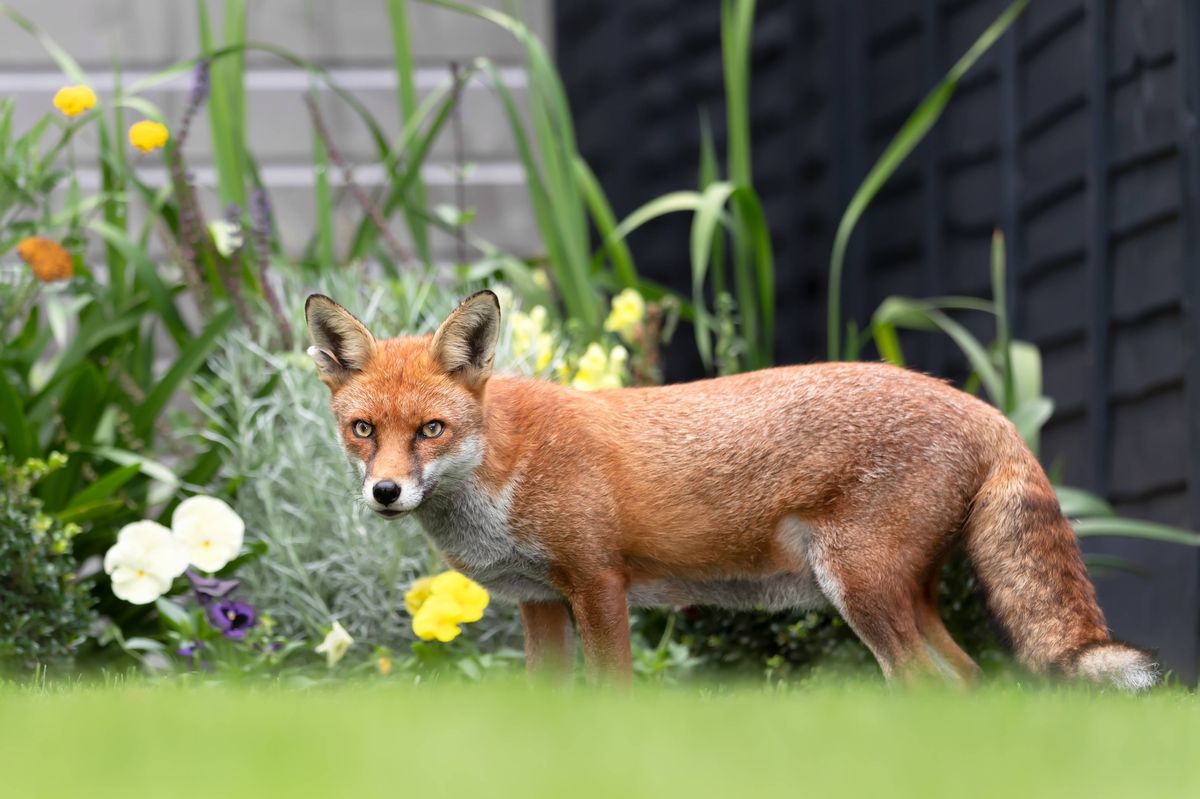 Close up of a red fox (Vulpes vulpes) in a garden in summer, United Kingdom.