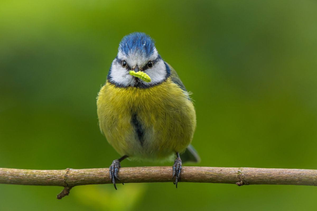 Close-up of blue tit perching on branch