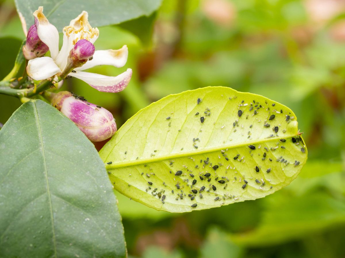 Close-up of citrus leaf heavily infested with aphids, showing plant pest damage and natural garden environment in soft focus - pests and pesticides co