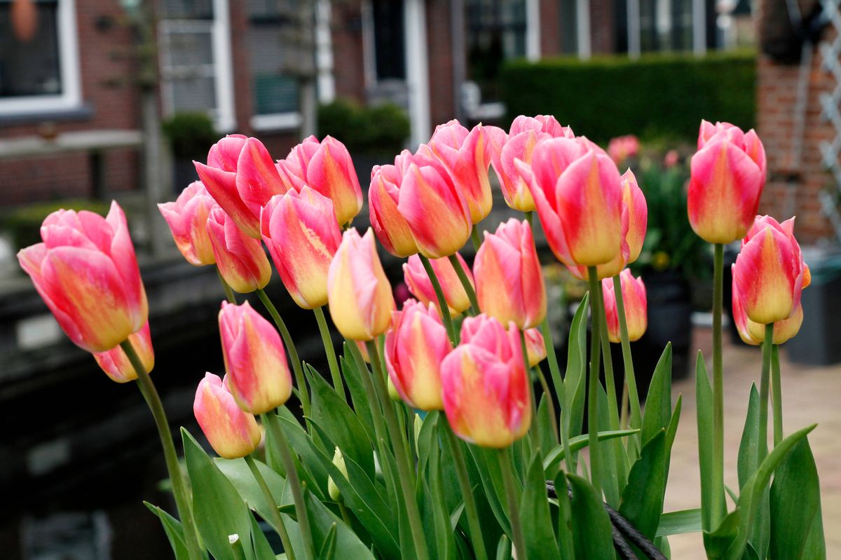 Close-up of pink Tulips flowers
