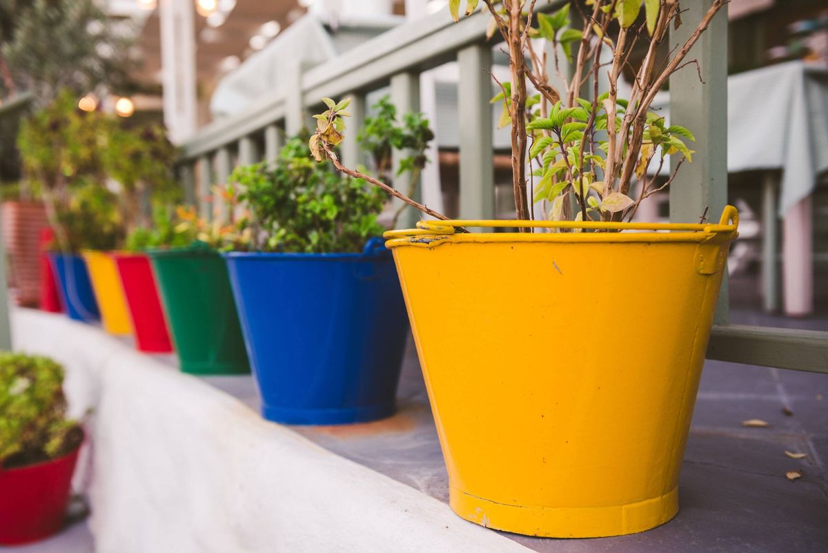 Colorful flowers in pots on the wall of Santorini