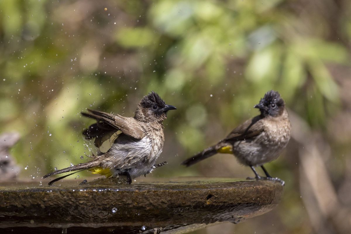 Common bulbul birds splashing in birdbath cleaning feathers