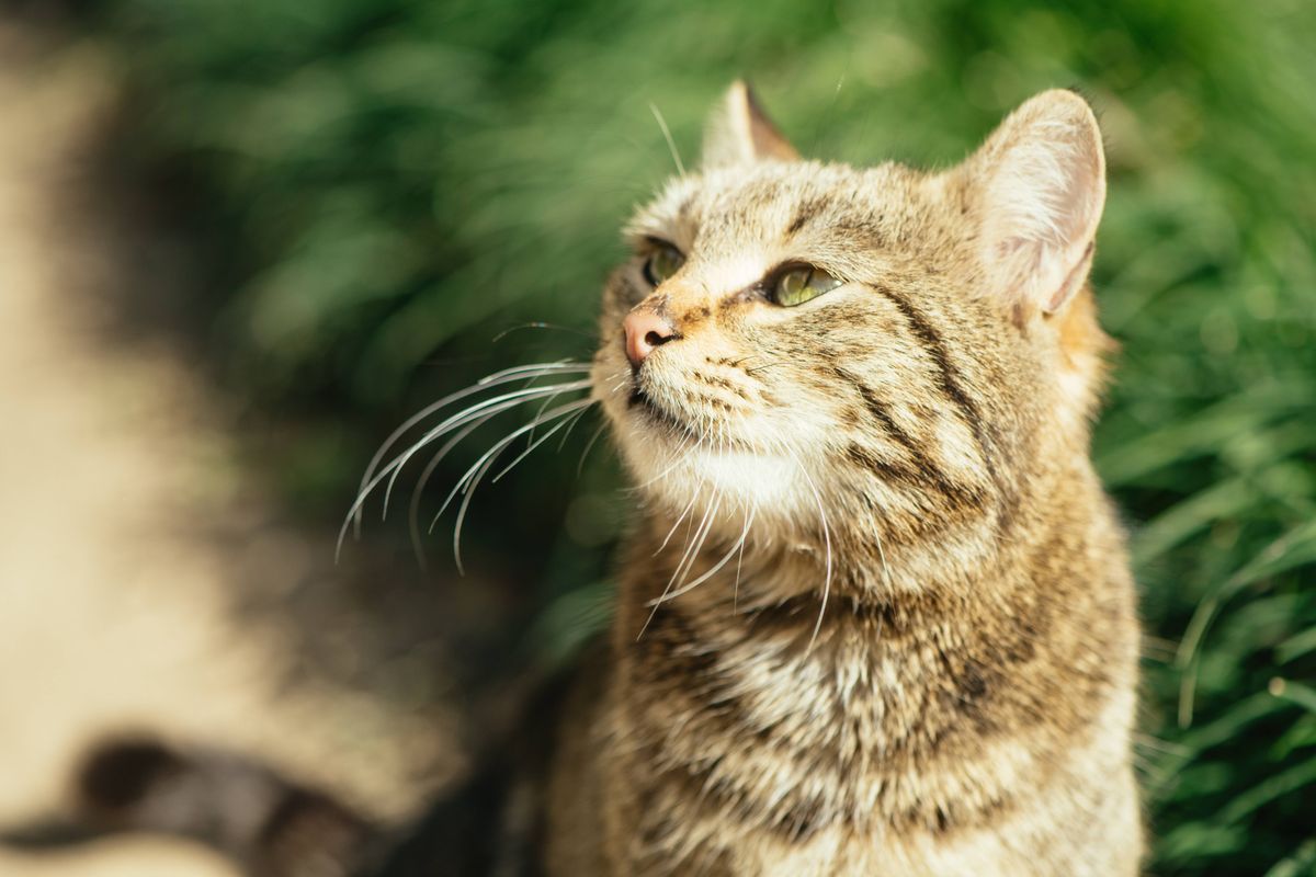 Cute cat outdoors in summer