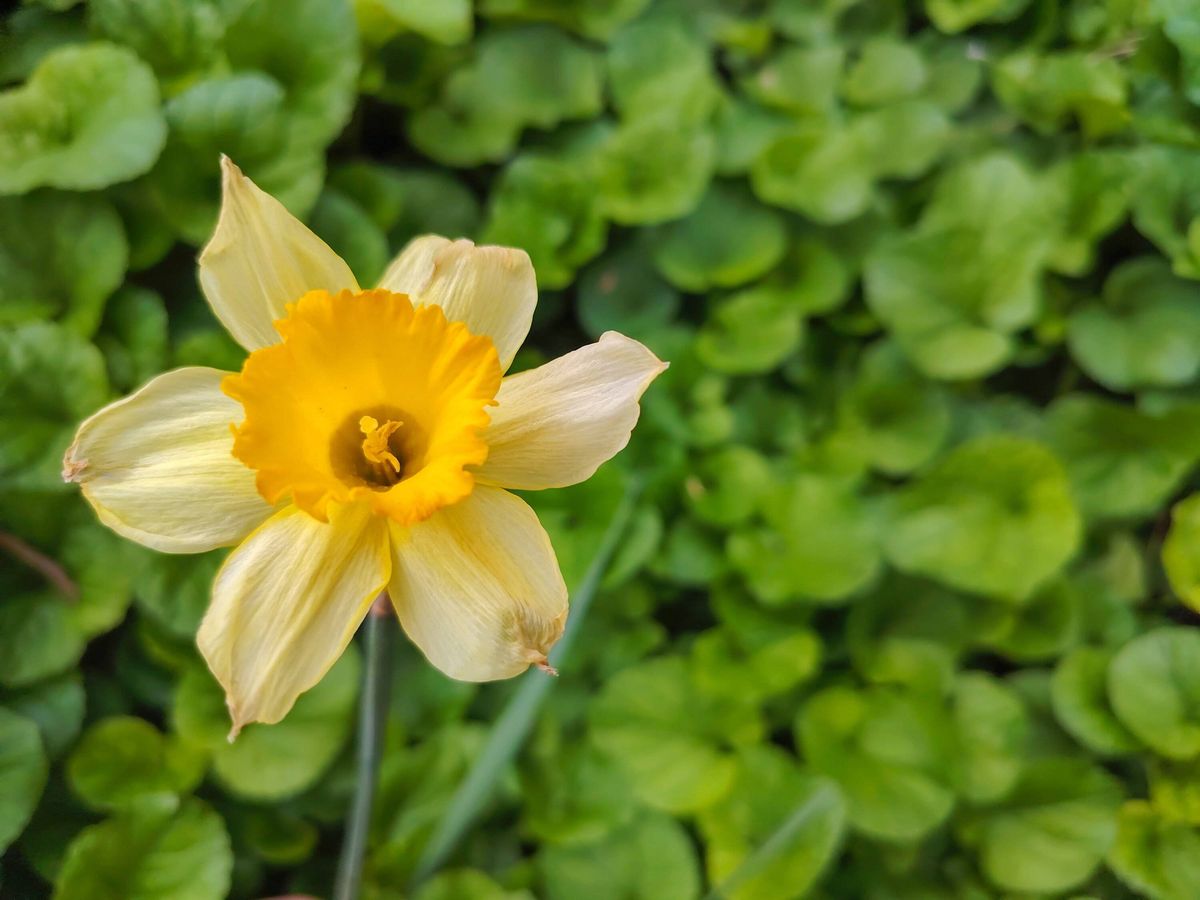 Daffodil flower