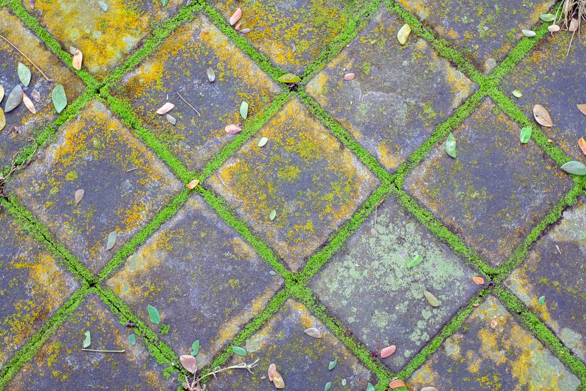 Detailed shot of urban pavement where green moss thrives between bricks, creating a natural geometric design. Highlights the struggle to clean moss from ingrown paving stones.