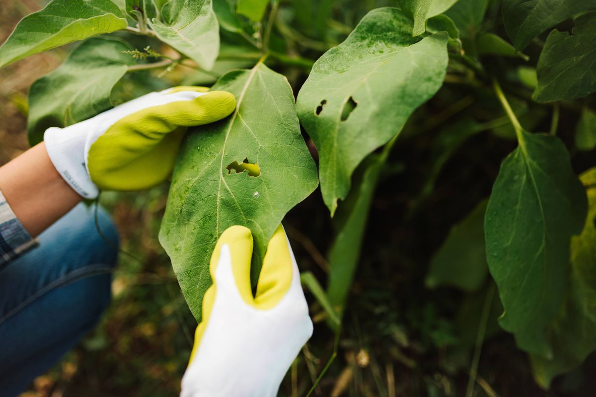Female farmer examining an eggplant garden. Organic and environmentally friendly food producing.