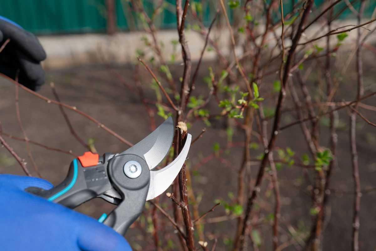 Gardener pruning a bush with secateurs in spring