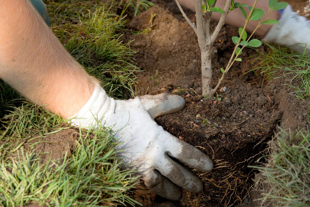 Planting tree