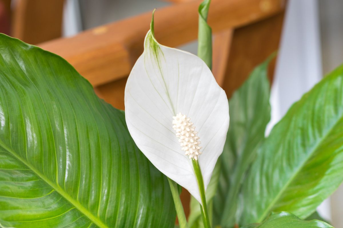 peace lily in bloom