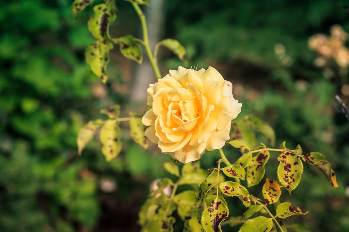 green background with beauty yellow rose and leaves with black spots