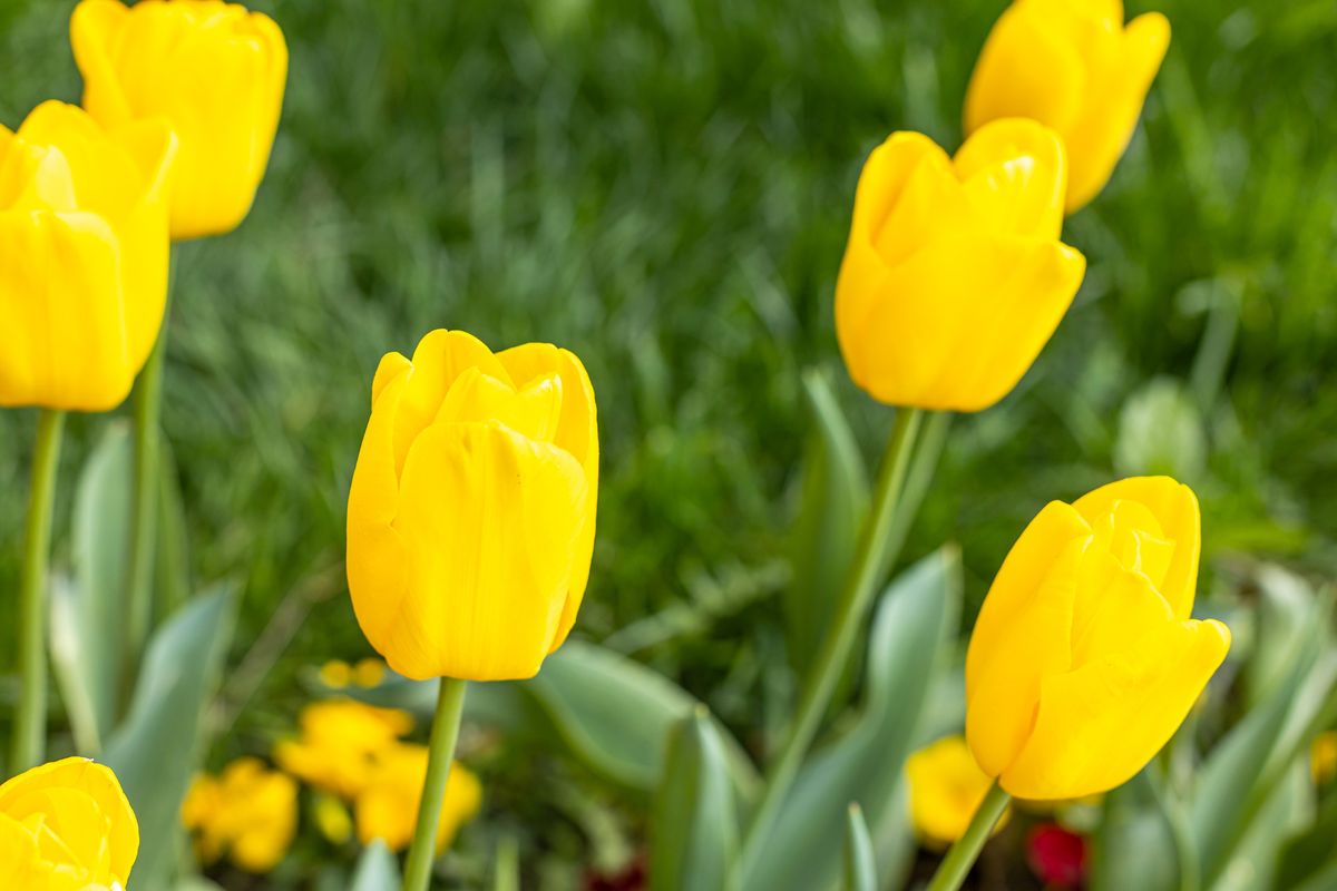 Yellow tulips blooming in spring