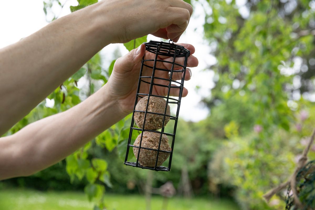 RSPB says 'pause' feeding garden birds seeds and peanuts until October 31 - offer small amounts of mealworms, fatballs or suet instead
