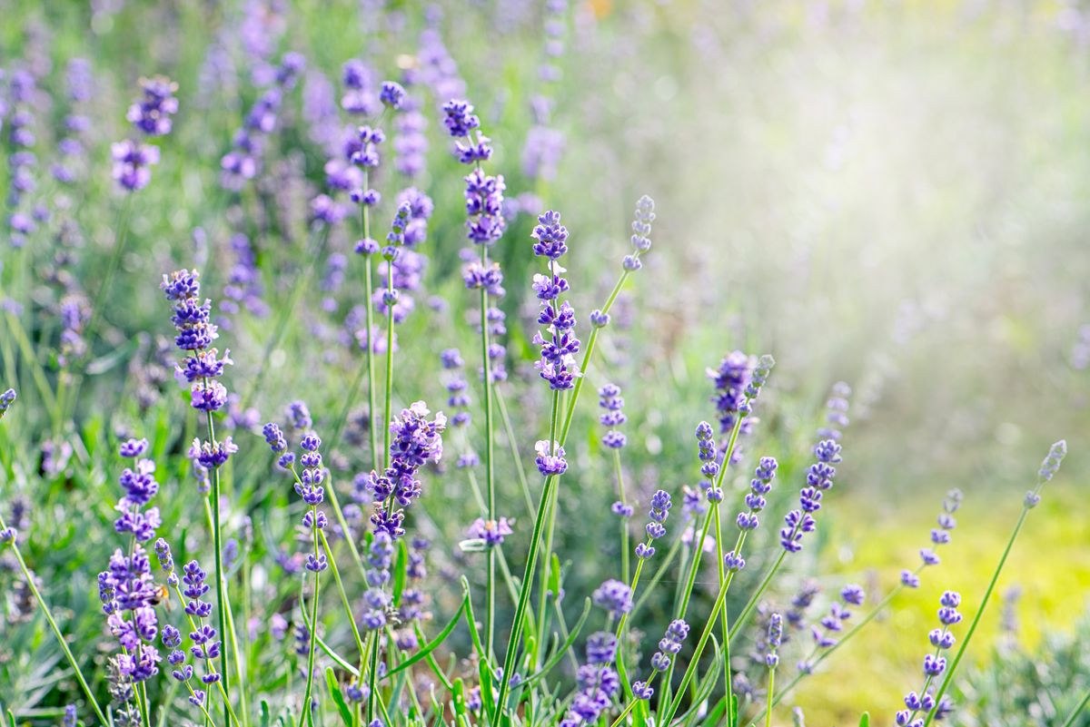 Beautiful, scented purple lavender flowers in soft sunshine - stock photo