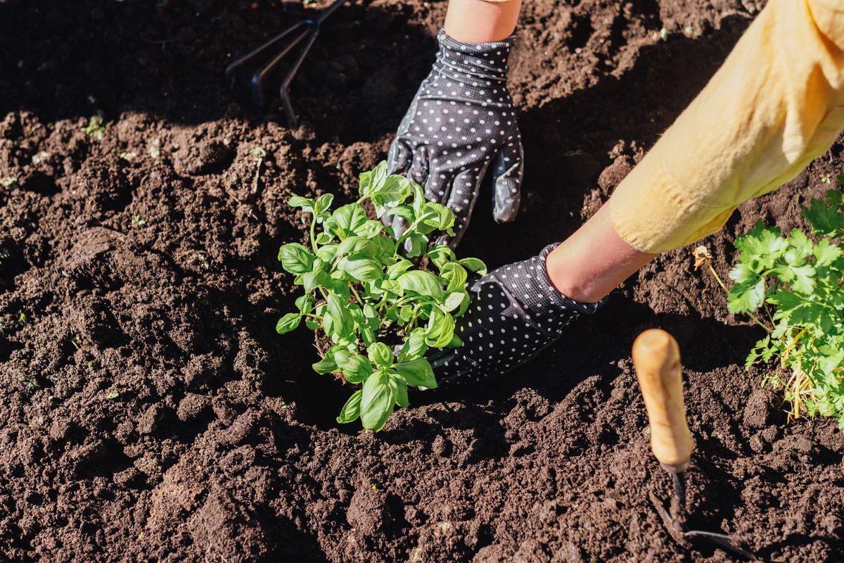 A gardener plants a basil seedling in rich soil while wearing dotted gloves, emphasizing organic gardening and care for nature. Gardening tools and neighboring plants add context to this serene environment.